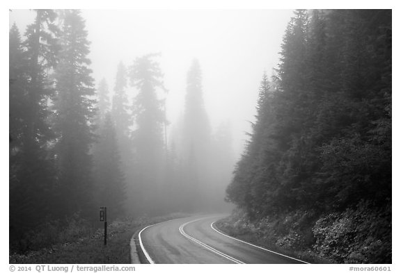Road in fog. Mount Rainier National Park (black and white)