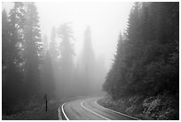 Road in fog. Mount Rainier National Park ( black and white)