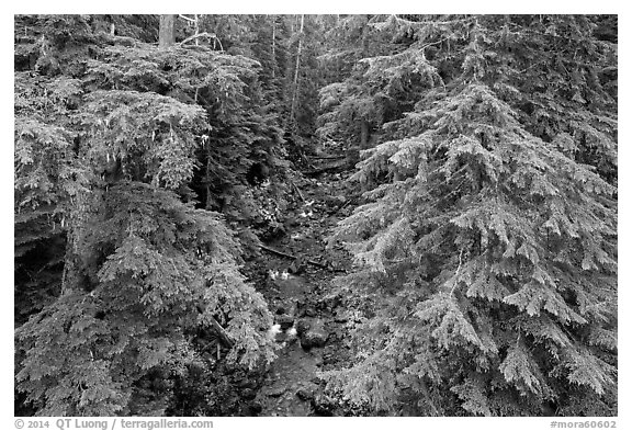Creek in old-growth forest from above. Mount Rainier National Park (black and white)