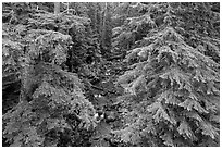 Creek in old-growth forest from above. Mount Rainier National Park ( black and white)