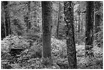 Old-growth forest in autumn. Mount Rainier National Park ( black and white)
