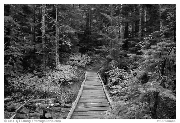 Bridge over Chinook Creek. Mount Rainier National Park (black and white)