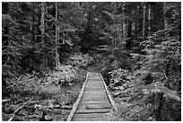 Bridge over Chinook Creek. Mount Rainier National Park ( black and white)