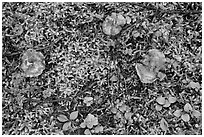 Close-up of mushrooms and ground plants. Mount Rainier National Park ( black and white)