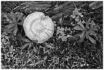 Close-up of mushrooms and fallen wood. Mount Rainier National Park ( black and white)