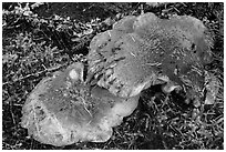 Close-up of large mushroom. Mount Rainier National Park ( black and white)