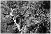 Multi-tiered Deer Creek Falls dropping in forest. Mount Rainier National Park ( black and white)