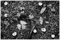Close-up of forest floor with many mushrooms. Mount Rainier National Park ( black and white)