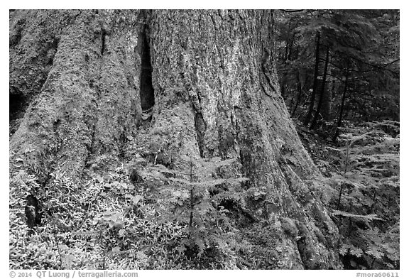 Base of tree trunk coverd with moss. Mount Rainier National Park (black and white)