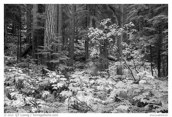 Ohanapecosh forest with bright undergrowth in autumn. Mount Rainier National Park (black and white)