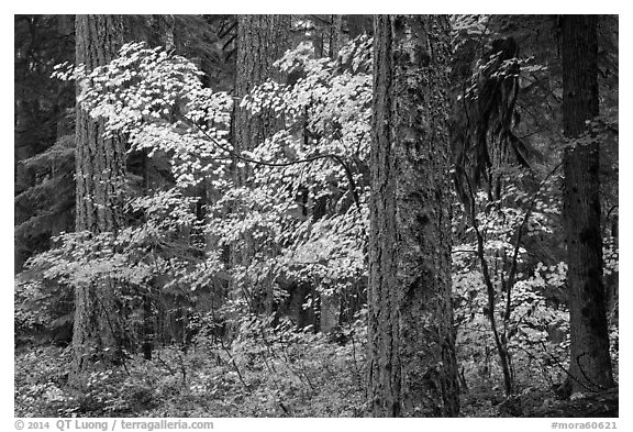Ohanapecosh forest with yellow vine maple in autumn. Mount Rainier National Park (black and white)