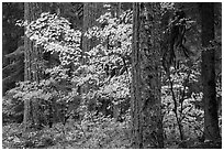 Ohanapecosh forest with yellow vine maple in autumn. Mount Rainier National Park ( black and white)
