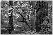 Vine maple and Ohanapecosh old-growth rain forest in autumn. Mount Rainier National Park ( black and white)