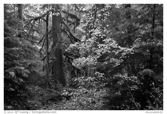 Ohanapecosh old-growth rain forest in autumn. Mount Rainier National Park (black and white)