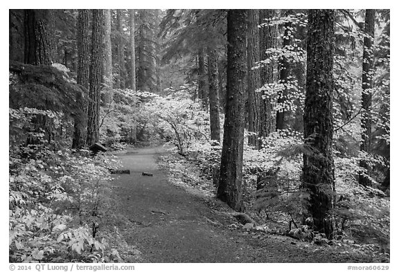 Trail in Ohanapecosh forest. Mount Rainier National Park (black and white)