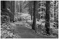 Trail in Ohanapecosh forest. Mount Rainier National Park ( black and white)