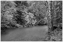 Ohanapecosh river bordered by trees in fall foliage. Mount Rainier National Park ( black and white)