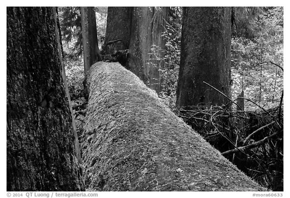 Fallen tree in autum, Grove of the Patriarchs. Mount Rainier National Park (black and white)