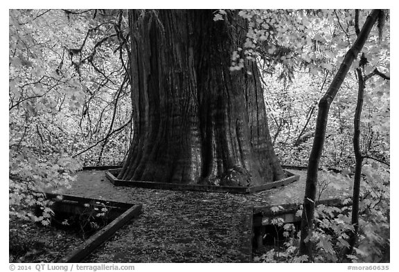 Largest tree in the Grove of the Patriarchs. Mount Rainier National Park (black and white)