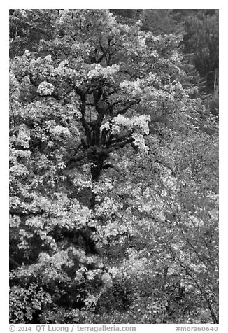 Bright yellow leaves and mossy tree, Ohanapecosh. Mount Rainier National Park (black and white)