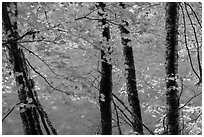 Maple trees leaves and branches lining up Ohanapecosh River. Mount Rainier National Park ( black and white)