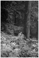 Ferns in autum color and old-growth forest. Mount Rainier National Park ( black and white)