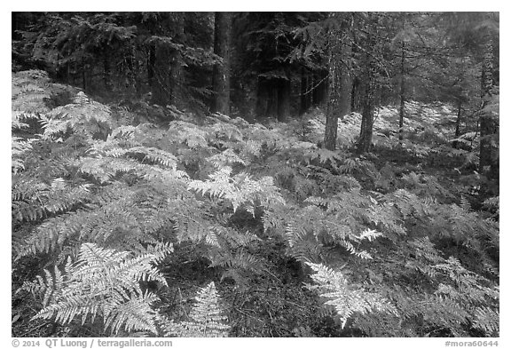 Ferns in autumn and old-growth forest. Mount Rainier National Park (black and white)
