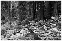Ferns and old growth forest in autumn. Mount Rainier National Park ( black and white)