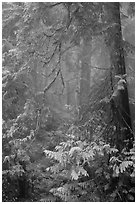 Old growth forest in fog. Mount Rainier National Park ( black and white)