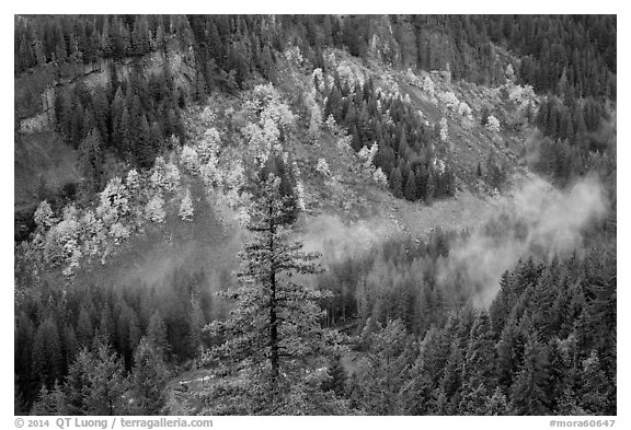 Stevens Canyon with trees in autumn foliage amongst evergreens. Mount Rainier National Park (black and white)