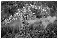 Stevens Canyon with trees in autumn foliage amongst evergreens. Mount Rainier National Park ( black and white)