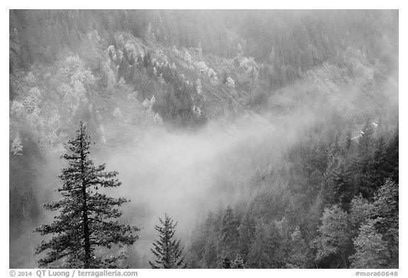 Fog and autumn colors, Stevens Canyon. Mount Rainier National Park (black and white)