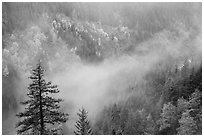 Fog and autumn colors, Stevens Canyon. Mount Rainier National Park ( black and white)
