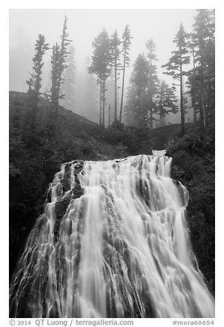 Narada Falls and trees in fog. Mount Rainier National Park (black and white)