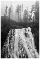 Narada Falls and trees in fog. Mount Rainier National Park ( black and white)