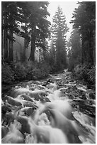 Stream on its way to Narada Falls. Mount Rainier National Park ( black and white)