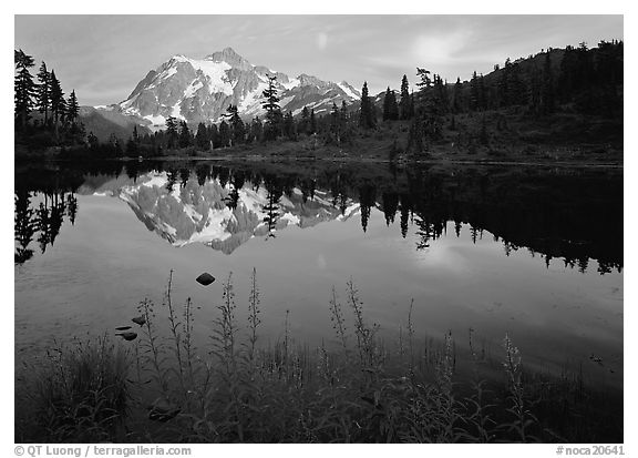 Fireweed, Mount Shuksan reflected in Picture lake, sunset.  (black and white)