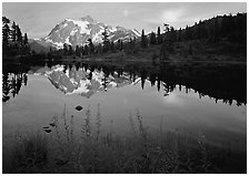 Fireweed, Mount Shuksan reflected in Picture lake, sunset.  ( black and white)