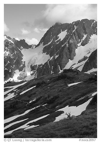 Elk and peaks, early summer, Sahale Arm, North Cascades National Park.  (black and white)