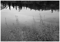 Reflections in Picture lake, sunset,  North Cascades National Park.  ( black and white)