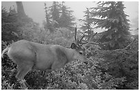 Mule deer in fog,  North Cascades National Park. Washington, USA. (black and white)