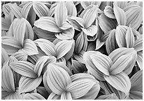 Corn lilly close-up,  North Cascades National Park.  ( black and white)