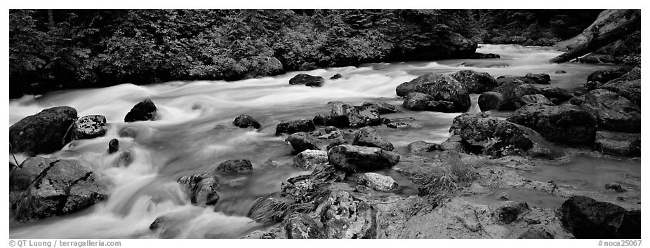 Stream in forest with colored mud, Mt. Baker/Snoqualmie National forest. Washington (black and white)