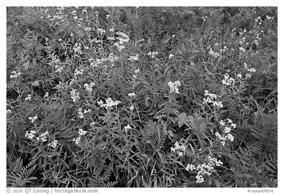 Wildflowers blooming in early autumn, North Cascades National Park.  (black and white)
