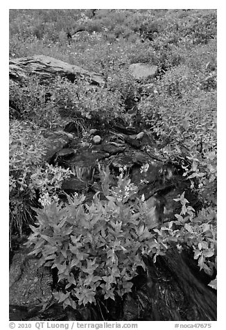 Wildflowers and stream, North Cascades National Park.  (black and white)