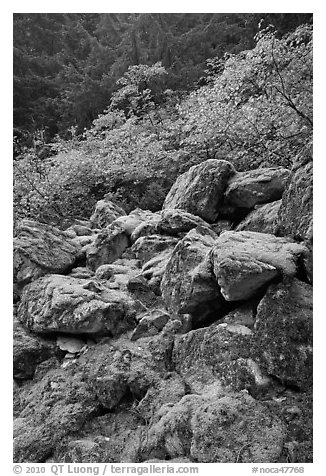 Rocks with green moss, autumn foliage, North Cascades National Park.  (black and white)