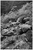 Rocks with green moss, autumn foliage, North Cascades National Park.  ( black and white)