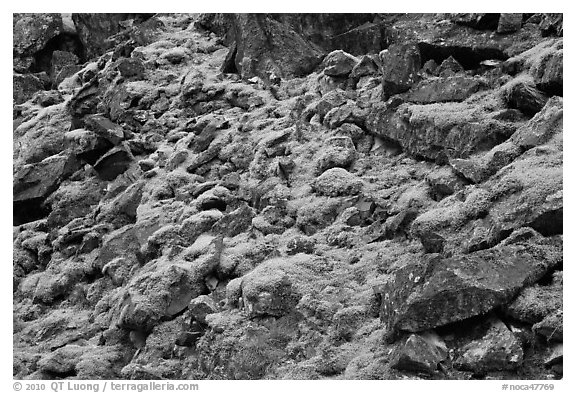 Mossy rocks, North Fork of the Cascade River, North Cascades National Park. Washington, USA.
