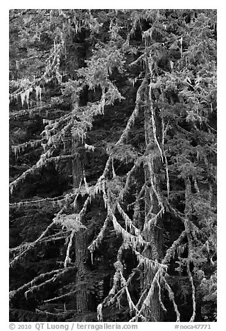 Fir and lichen, North Cascades National Park.  (black and white)