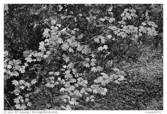 Vine maple leaves in autumn color, North Cascades National Park.  (black and white)